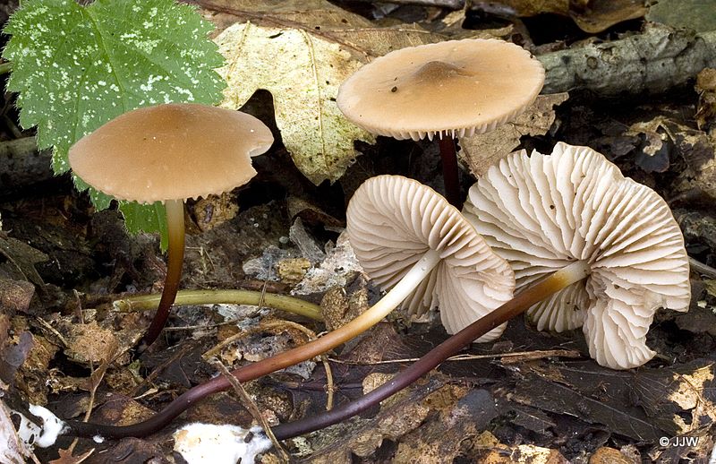 Marasmius cohaerens